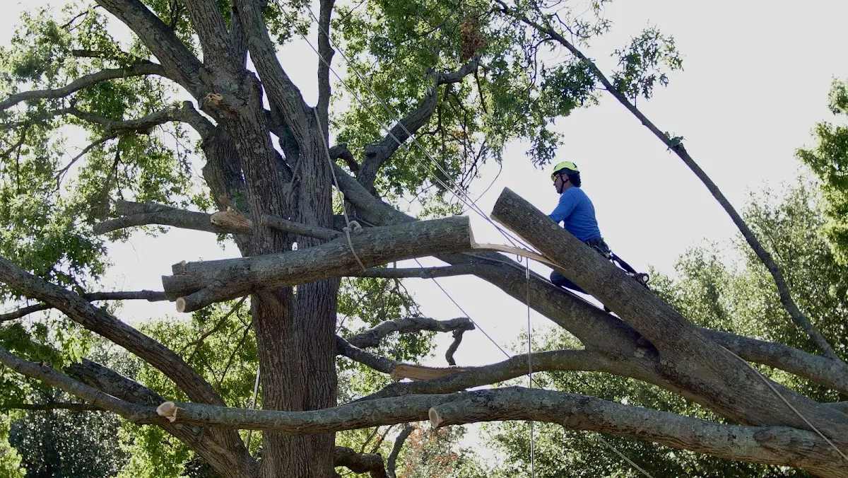 Professional Crown Thinning performed by certified arborists in Randolph Center